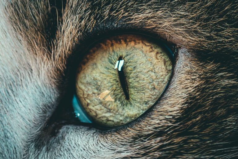 Understanding Common Eye Issues in Cats: A Guide for Pet Owners